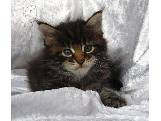 Maine Coon γατάκια προς πώληση